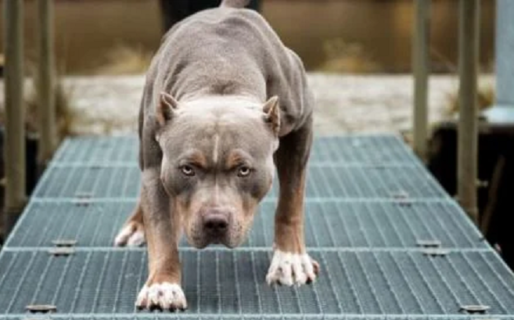 Un hombre murió al ser atacado por un perro pitbull