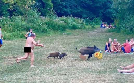 Un jabalí sorprendió a un nudista y le robó la notebook