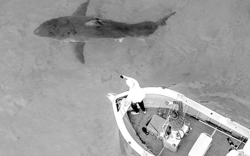 Un enorme tiburón blanco aterrorizó a un grupo de pescadores al morder el motor de su bote