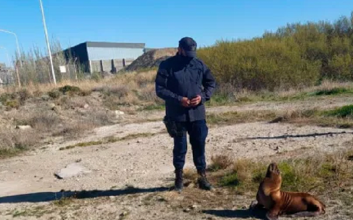 Policías rescataron a un lobo marino que paseaba por Kilómetro 8