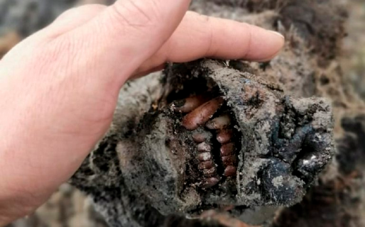 Hallaron en perfecto estado el cuerpo de un oso que vivió hace más de 25 mil años