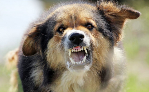 Una jauría de perros atacó a una adolescente y casi la mata