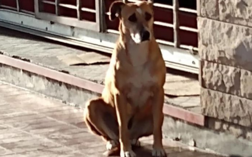 El gesto de amor de una perra que se volvió viral por esperar por su dueña, muerta hace una semana