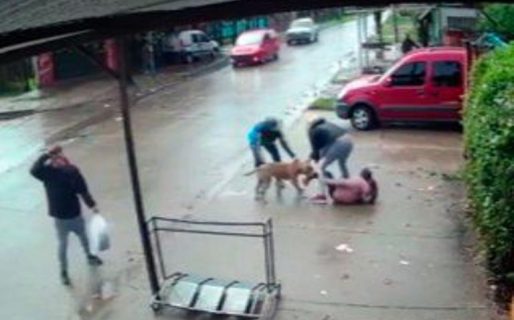 El feroz ataque de un pitbull a una nena de 7 años en San Miguel