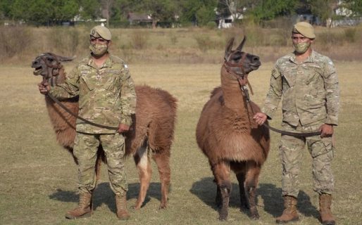 El gobierno de Jujuy le entregó 20 llamas al Ejército Argentino