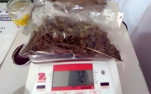 Viajaban desde Córdoba hacia Caleta Olivia con 850 semillas de marihuana