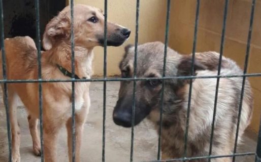 Un concejal pide perreras: “no piensan levantar perros porque son seres sintientes, ¿y la gente que es mordida qué?”