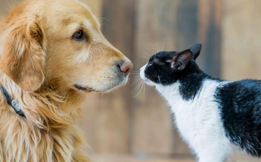 Cuáles son las 13 normas básicas para educar a nuestro perro