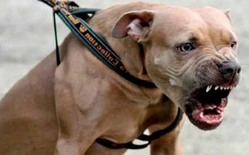 Un pitbull atacó a un menor de 11 años, que podría perder una mano