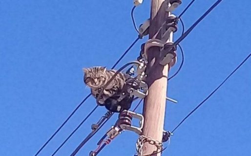 Rescataron a un gato que había pasado un día entero subido a un poste
