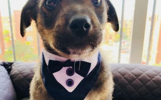 Vicente, el perrito con traje que dejaron plantado cuando iban a adoptarlo y se volvió viral