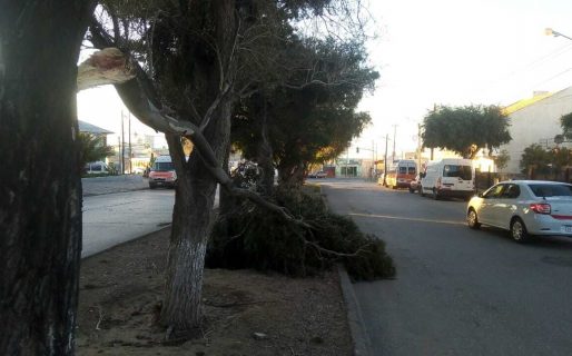 Temporal de viento: Hubo voladuras de techos, chapas y caída de árboles