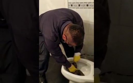 Lagarto overo apareció en el inodoro de una vivienda