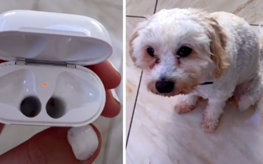 Reproduce música desde su celular y descubre que su perro se había comido sus audífonos