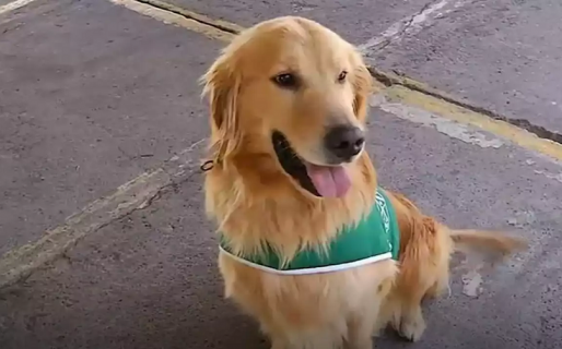 Chile ya tiene perros adiestrados que detectan un caso positivo en menos de 5 segundos