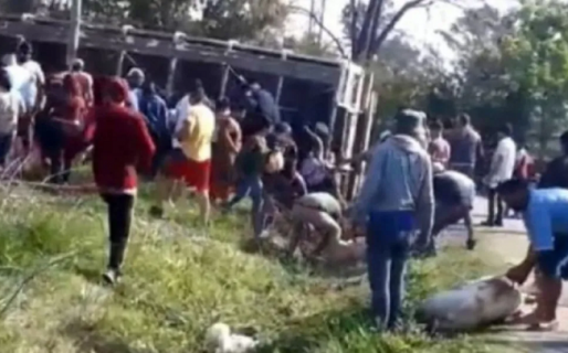 Volcó un camión con cerdos y vecinos los carnearon en la calle y se los llevaron