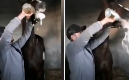 Un jinete obligó a tomar champagne a su caballo tras ganar una carrera