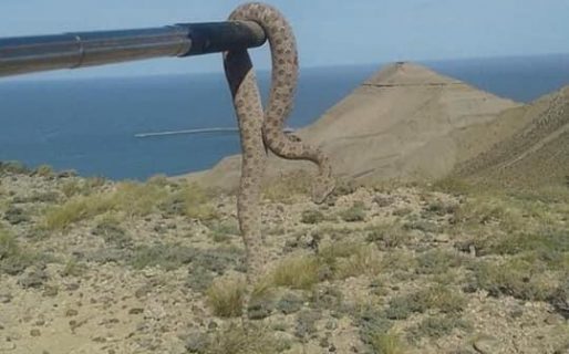 Alerta por presencia de yarará en los cerros