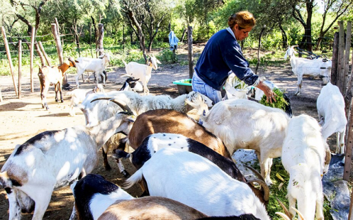 Día Internacional de las Mujeres Rurales: “Somos muchas, estamos en el territorio y lo conocemos”