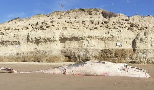 Aparecieron restos de una ballena en playa céntrica de Las Grutas