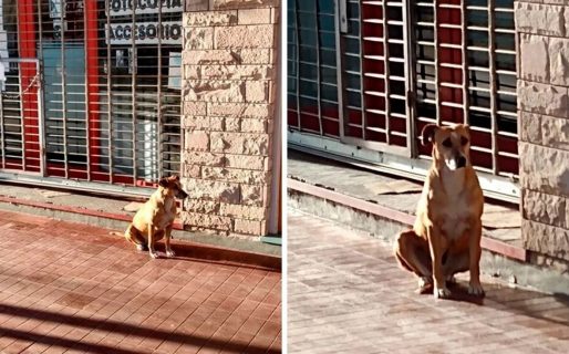 Una perrita continúa esperando a su dueña fallecida afuera del negocio que tenía