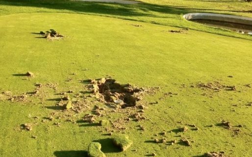 Jóvenes jugaron al futbol en la cancha de golf de Santa Lucía y produjeron destrozos