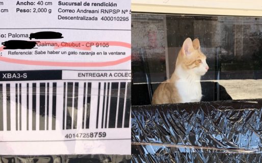 «Sabe haber un gato naranja en la ventana»: la hilarante descripción para encontrar una casa en Gaiman