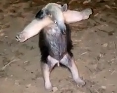 Video: oso hormiguero «se rinde» ante bomberos que lo salvaron de los incendios