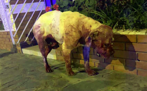 Horror: denunciaron a un vecino que torturó y mató a su perro