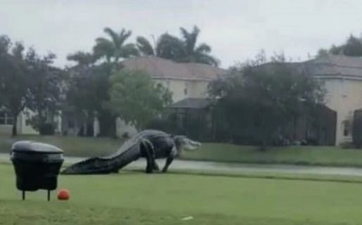 Un cocodrilo gigante apareció en medio de un campo de golf y se volvió viral