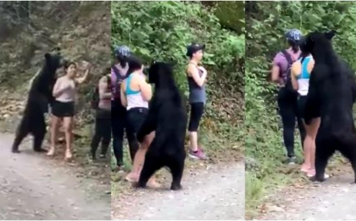 Sonríe, Yogui: se toma un ‘selfie’ mientras un gigante oso negro la olfatea y final remece las redes