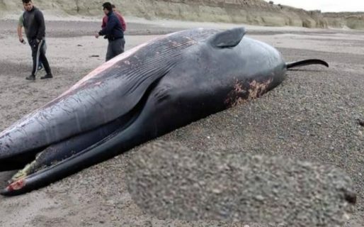 Apareció un ballenato varado en una playa de zona norte