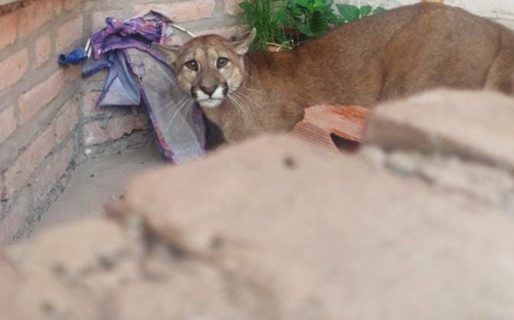 Salió de su casa y encontró un puma en la puerta