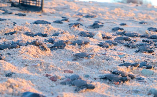 Gracias a la escasez de turistas: nacieron miles de tortugas en peligro de extinción en playas de Sonora