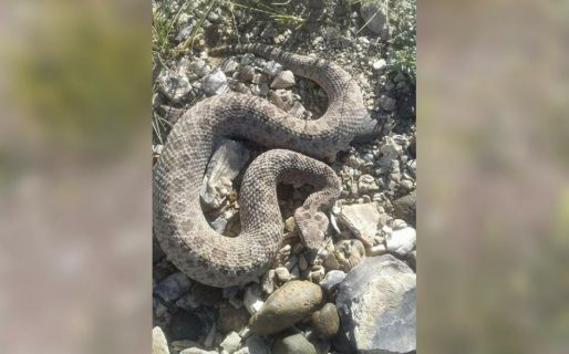 Qué hacer en caso de cruzarte una víbora en el cerro