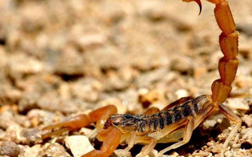 Consternación por la muerte de una niña de un año y medio que fue picada por un alacrán