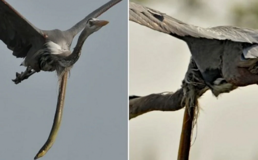 Una anguila atravesó la garganta de una garza en pleno vuelo para escapar tras haber sido devorada