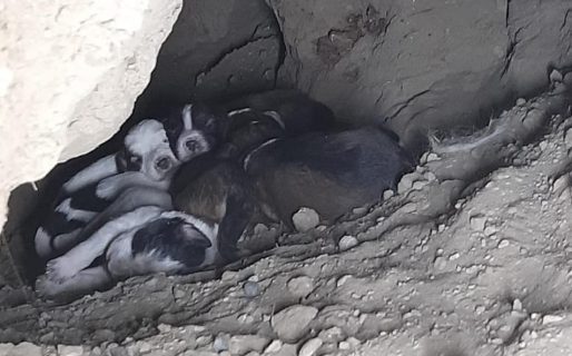Encontraron seis cachorritos abandonados en una cueva