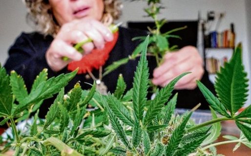 El Gobierno legalizó el autocultivo de cannabis para el uso medicinal y la venta de aceites en farmacias