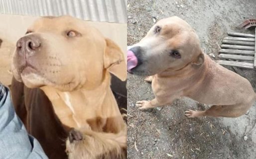 Le robaron a Marrón y ahora pide datos para poder rescatarlo