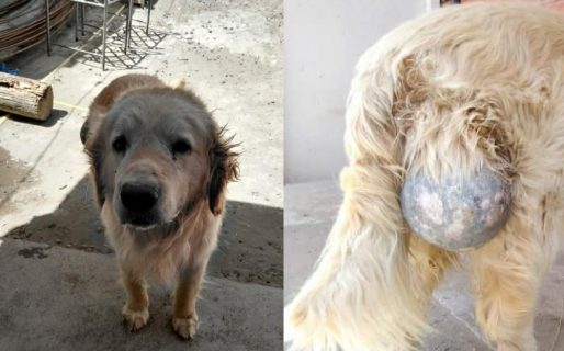 Abandonaron a un perrito con un tumor