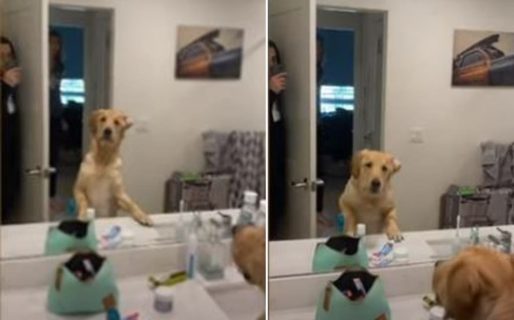 Video: la  confusión de un perro al ver a su dueño en el espejo
