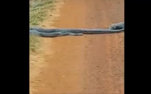 Video: una anaconda de 6 metros guía en un camino a un grupo de serpientes