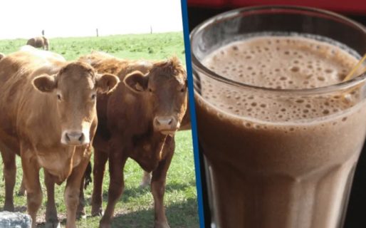 Millones de estadounidenses creen que la chocolatada viene de vacas marrones