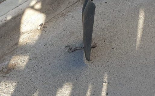 Aparecieron dos yararás en el barrio Médanos