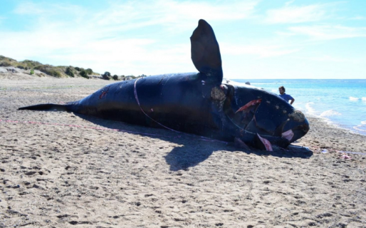 Encontraron más de un metro de soga y plásticos en el intestino de una ballena varada en las costas de Chubut