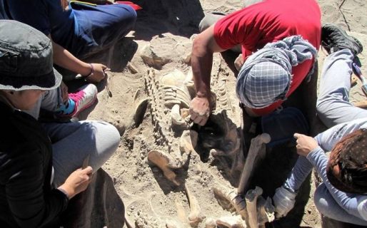 Hay 600 cuerpos de víctimas de la dictadura para ser identificados
