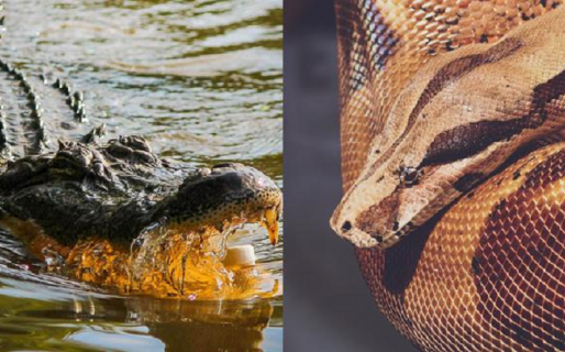 El inesperado final de la brutal batalla entre una pitón y un cocodrilo