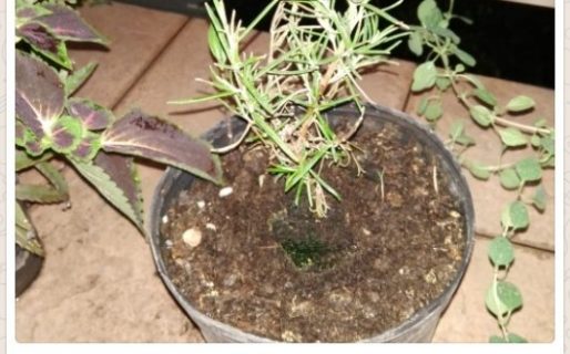 Las insólitas recomendaciones que dejo para que le cuiden las plantas mientras no está