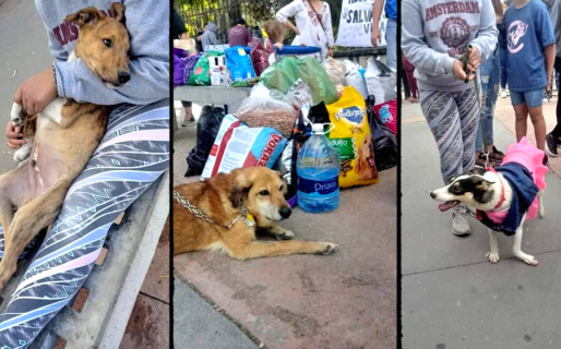 Fue un éxito la jornada de adopción de perros y gatos en el Liceo Militar
